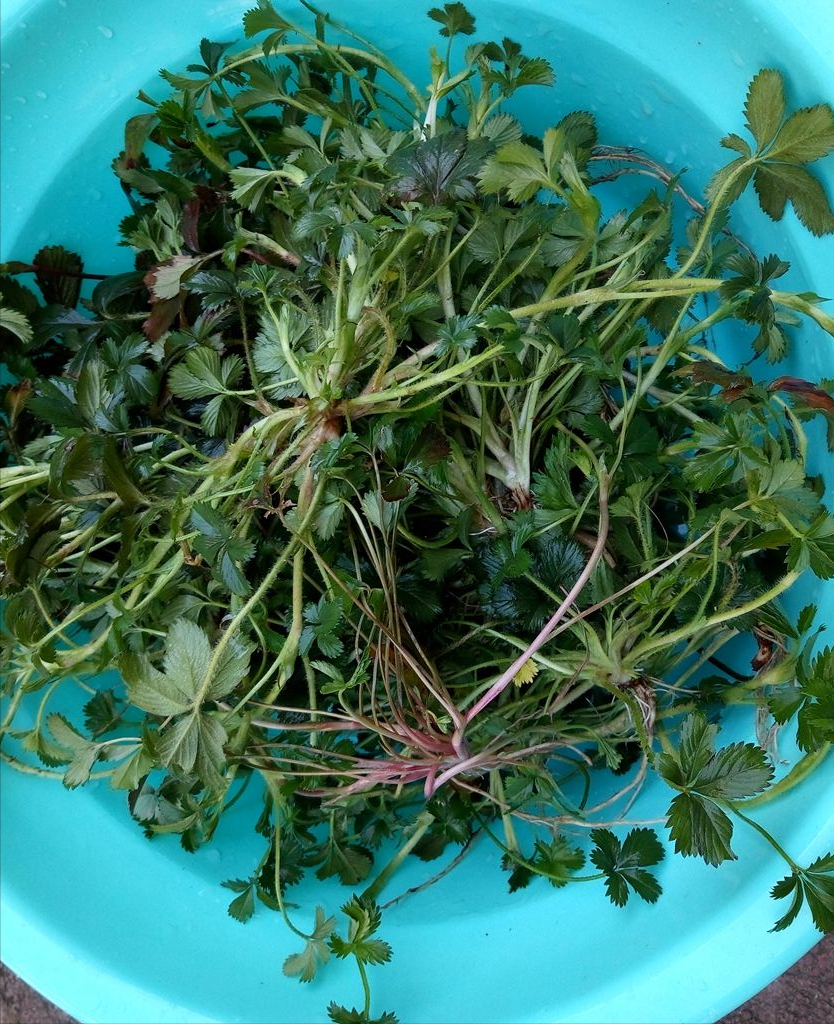 万万没有想到,农村这种蛇含委陵菜,被号称为止咳草,用途强大|委陵菜