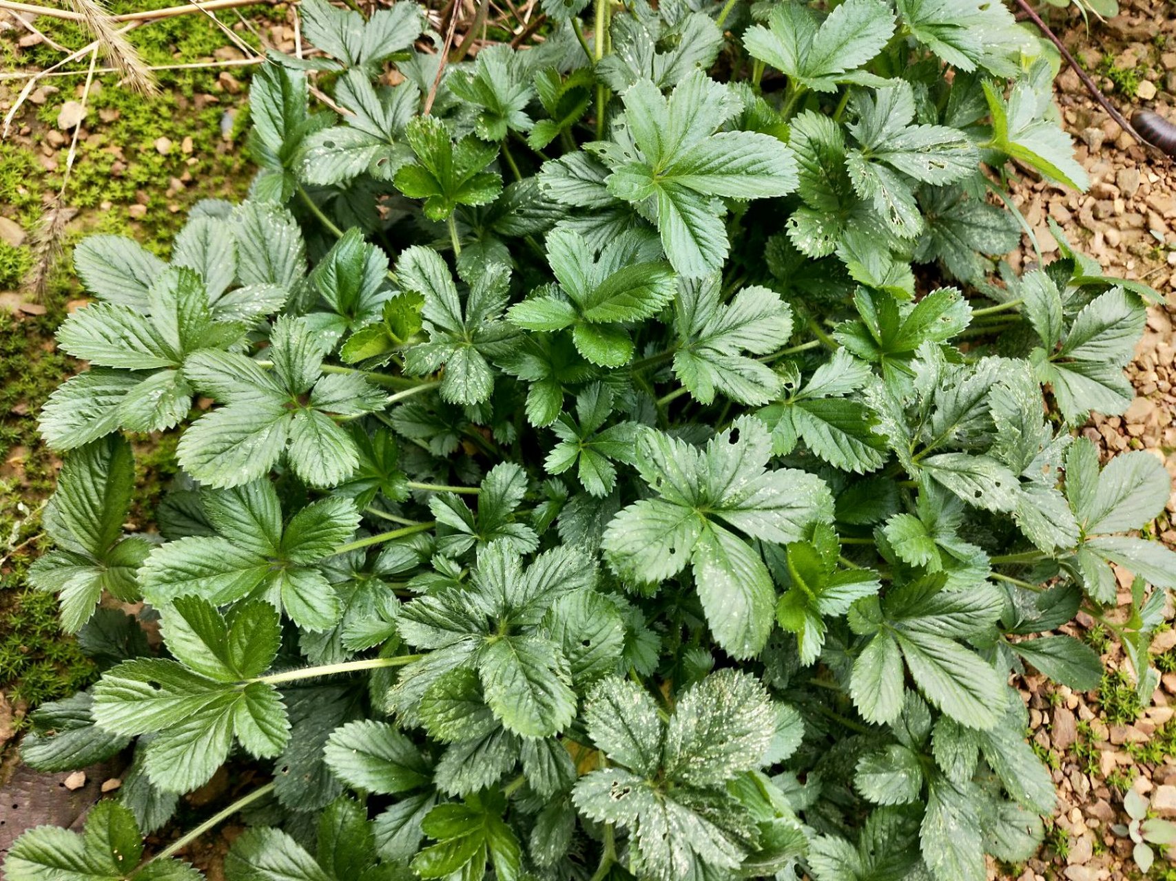 万万没有想到,农村这种蛇含委陵菜,被号称为止咳草,用途强大|委陵菜