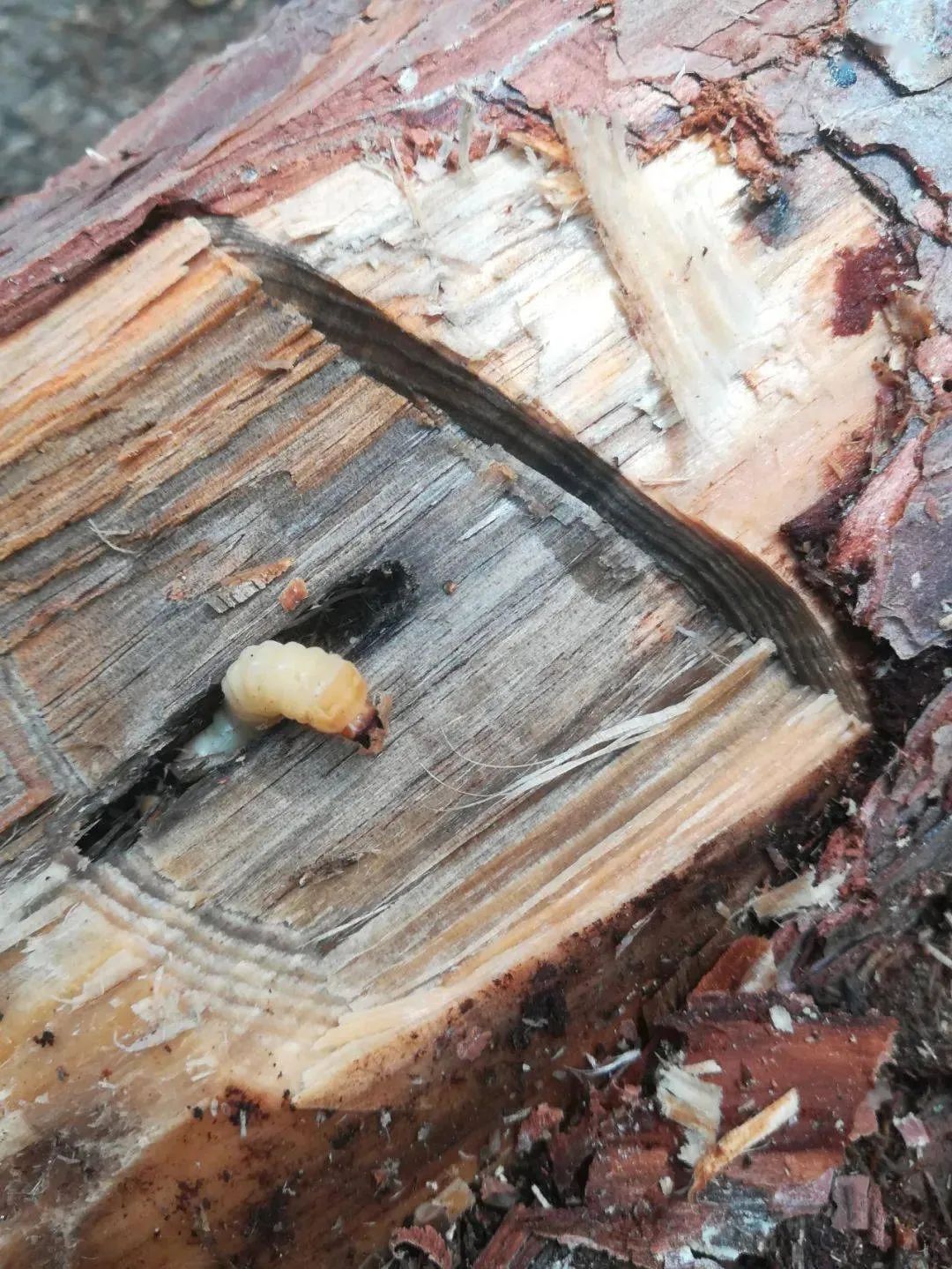 松材线虫.图片来源:中央广播电视总台