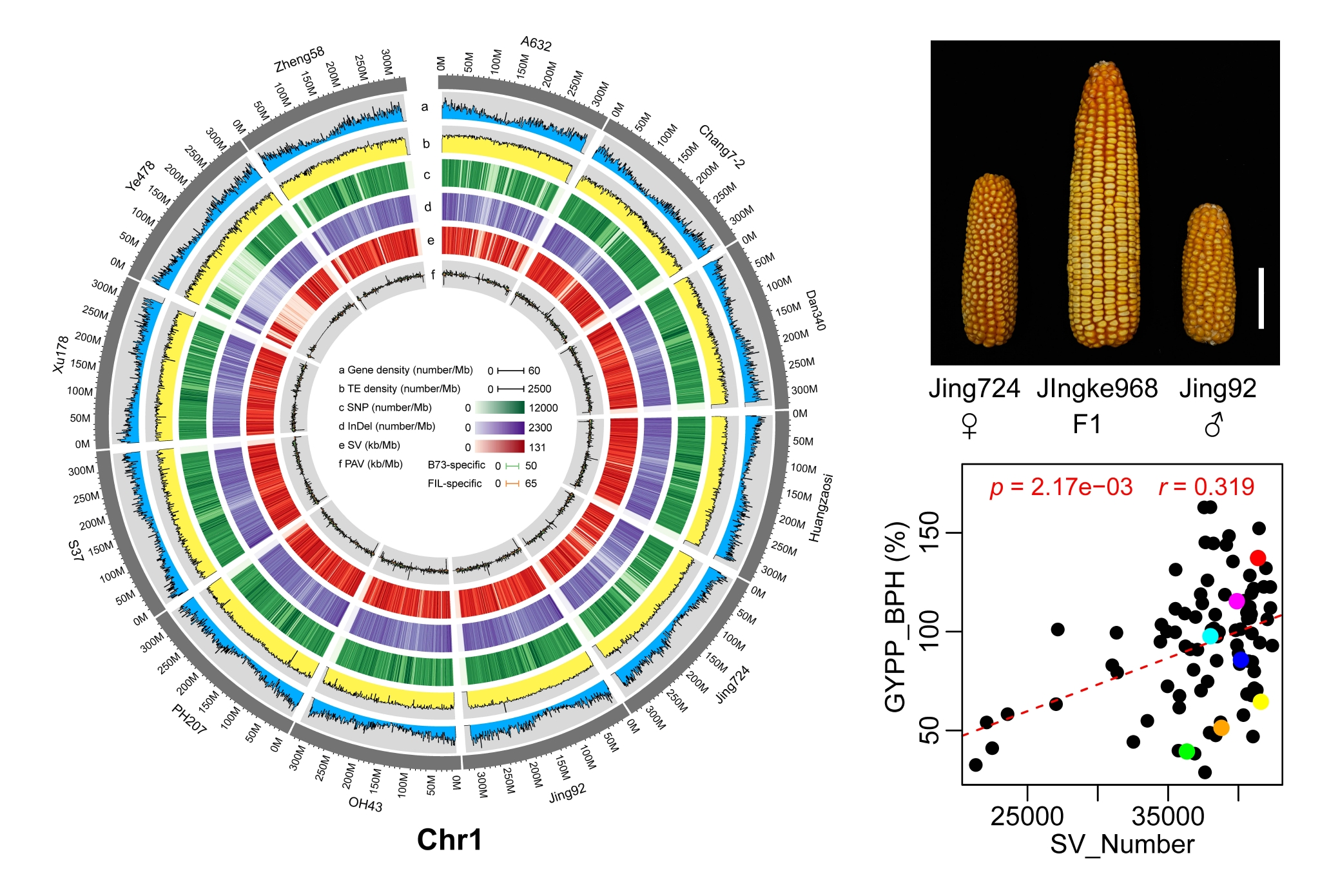 图为组装12份核心种质完整基因组,解析玉米杂种优势形成机理.