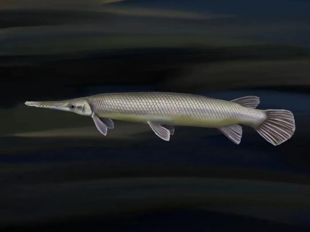 鳄雀鳝吻长,口尖似鳄鱼,密布锋利的牙齿,攻击力强,因其口部形态似鳄鱼