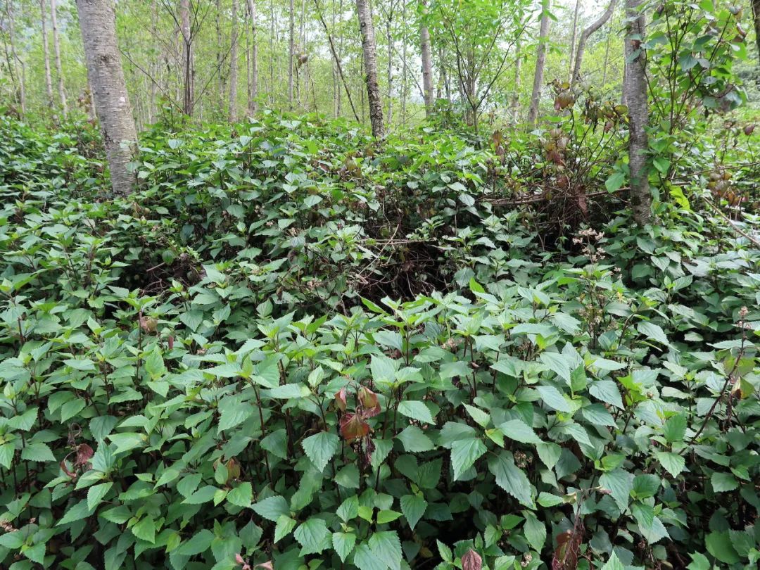 紫茎泽兰原产于墨西哥,自19世纪作为一种观赏植物在世界各地引种后,因