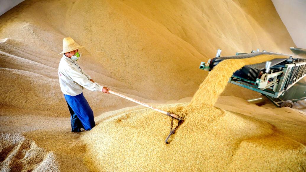 2022年7月27日,江西省吉安市,吉水县朱山国家粮食储备库,粮库职工正在