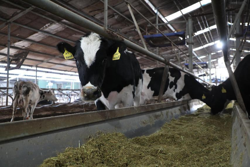 合作社里的奶牛正在吃饲料 李亮摄