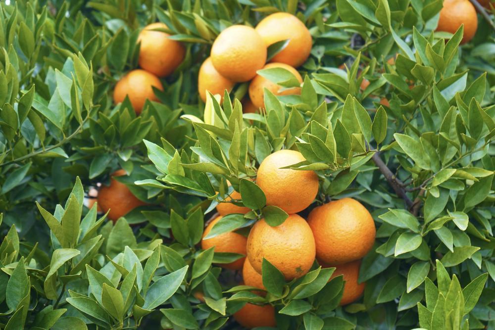 【图集】潮州柑迎来产销旺季,种出丰收好光景|潮汕|柑果_新浪新闻