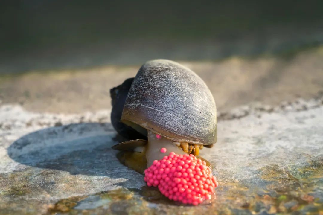 正在产卵的福寿螺.图库版权图片,不授权转载