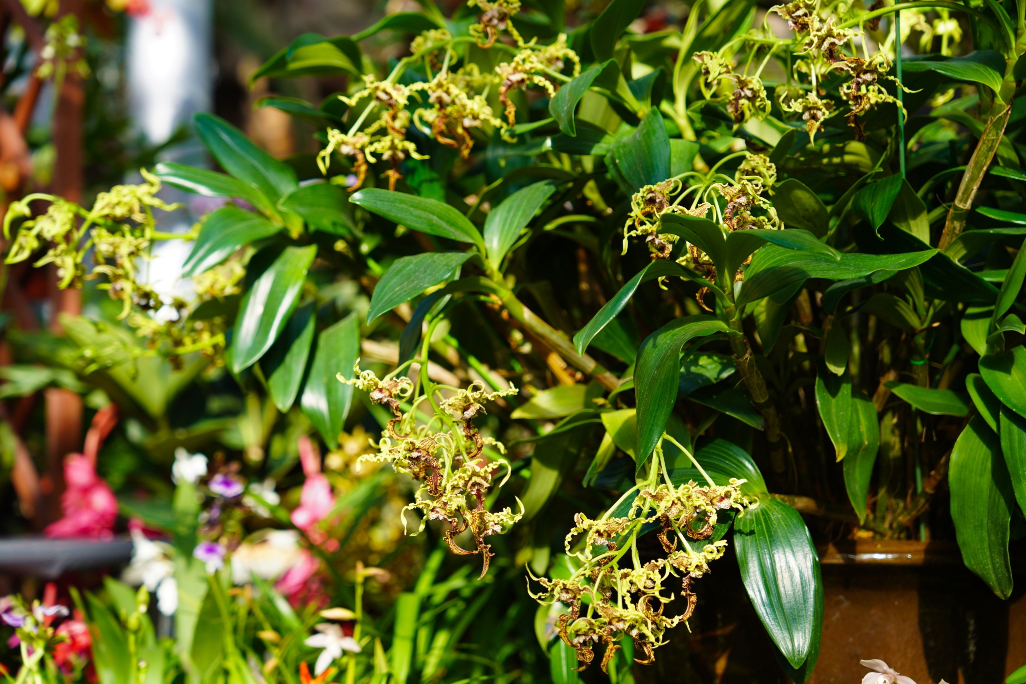 "大魔鬼石斛".国家植物园供图