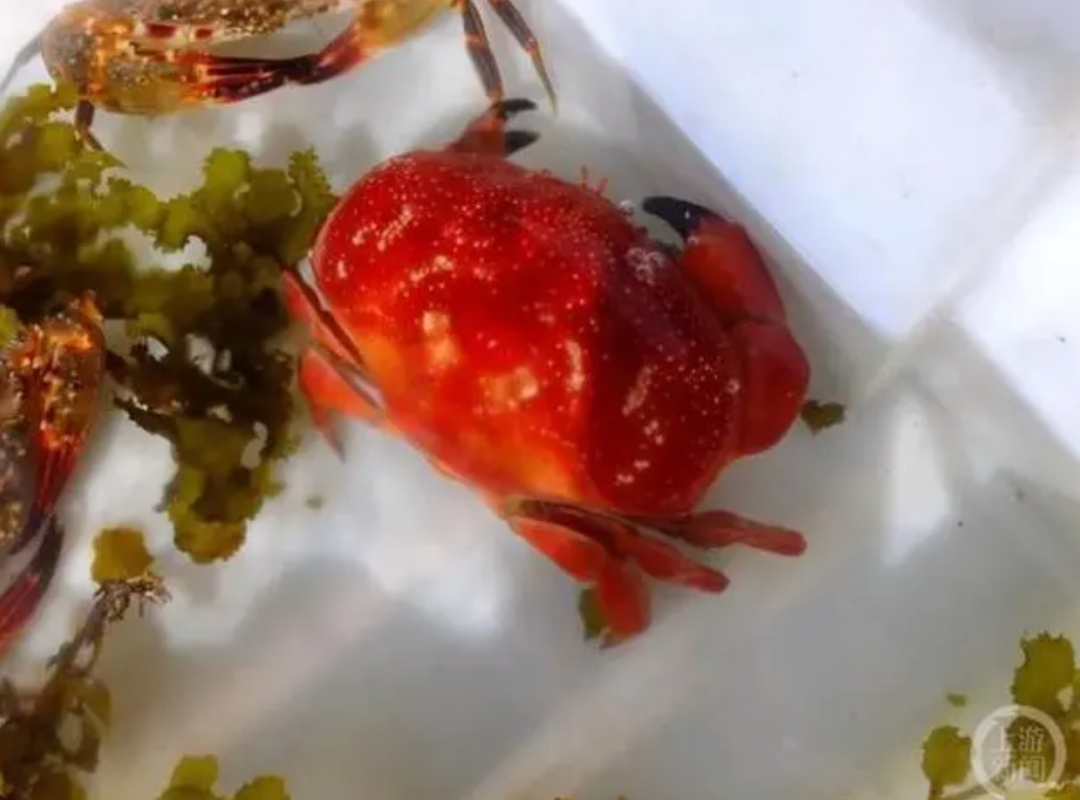 张旭在海南拍摄的正直爱洁蟹