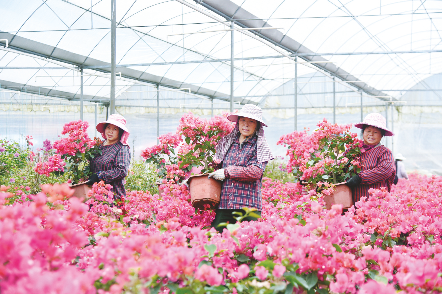 在上林县巷贤镇的多彩三角梅产业核心示范区,花农
