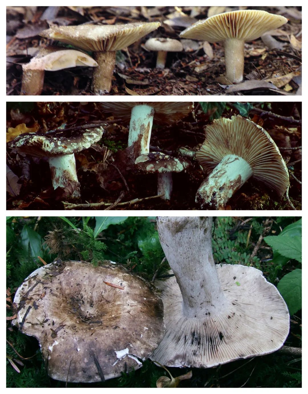 亚稀褶红菇(上),稀褶红菇(中),密褶红菇(下).