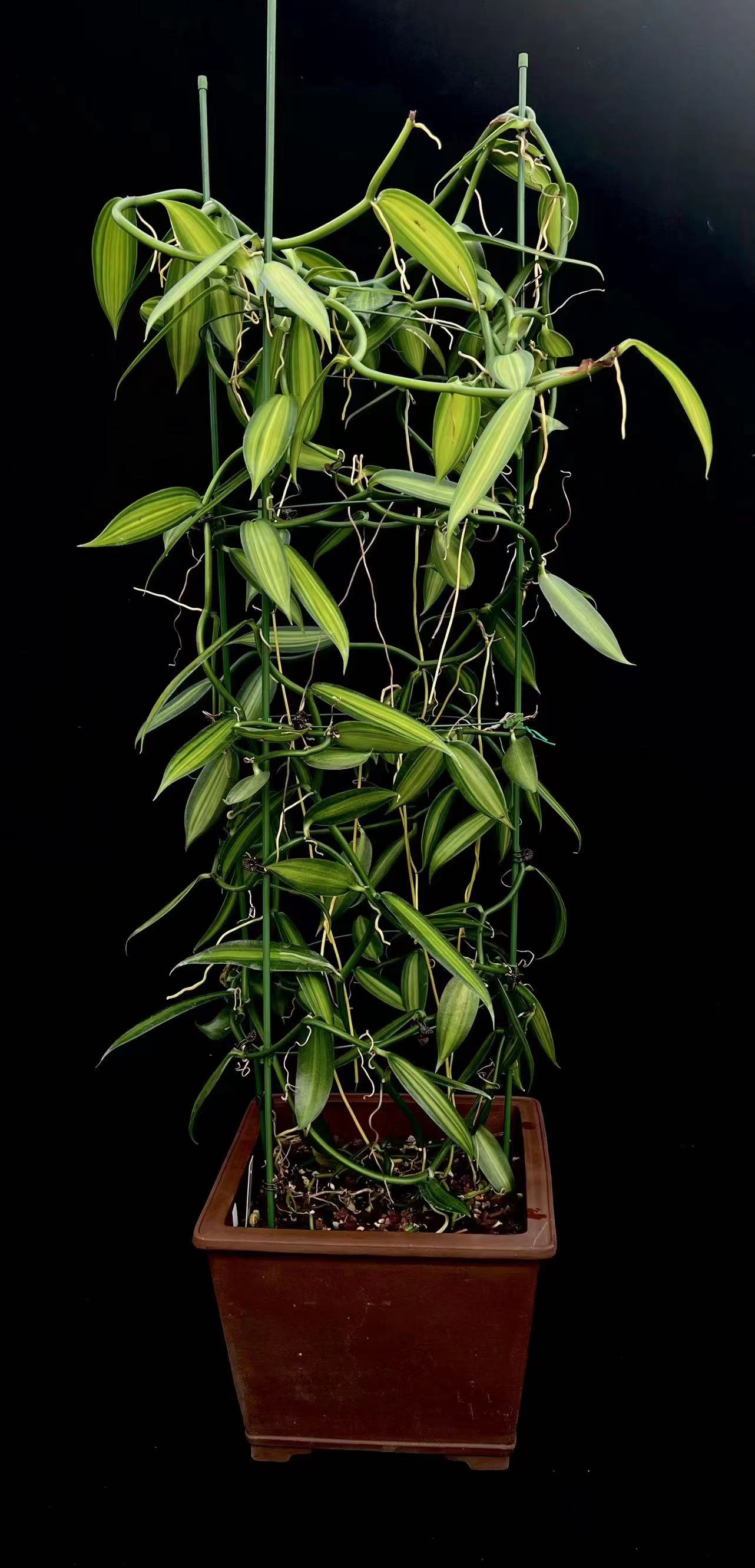 国家植物园首届兰花展将在北京,广州同时开展|广州市|北京市_新浪新闻