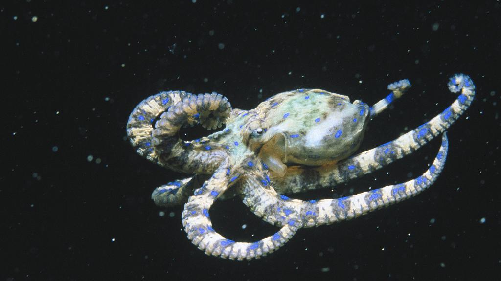 蓝环章鱼&nbsp;视觉中国&nbsp;资料图