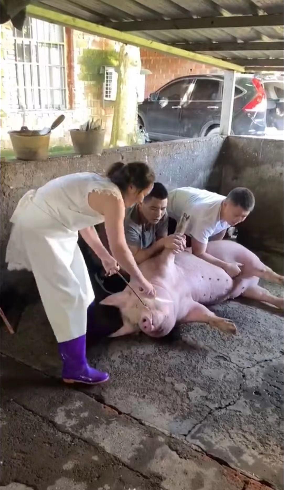 杀猪女屠夫月入3万，买房买奔驰，为何农村屠夫多不能长寿，咋了