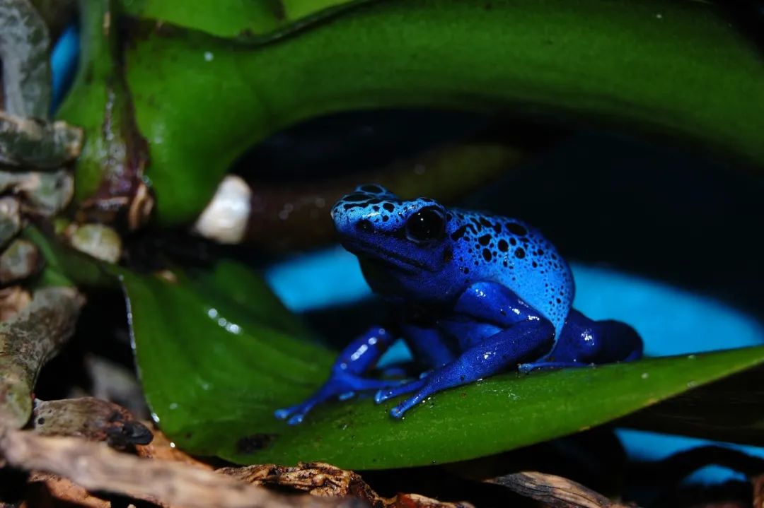 钴蓝箭毒蛙,图库版权图片,不授权转载