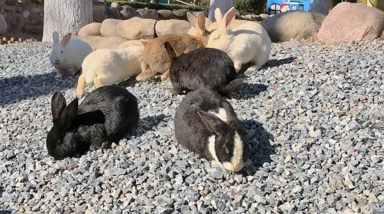 北京野生动物园里50多只小兔子来拜年啦!|兔子_新浪财经_新浪网