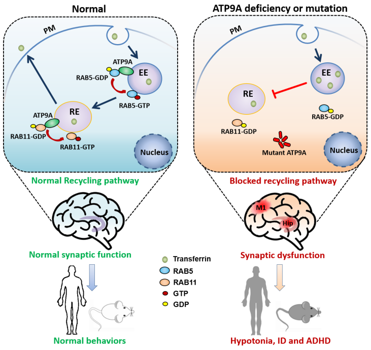 Mol Psychiatry：冯杜团队发现ATP9A是ADHD和ID的全新致病基因