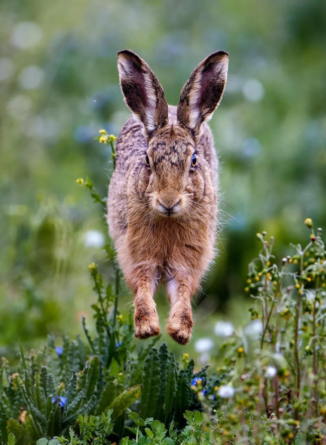 在英国北诺福克海岸,一只野兔在田间活跃