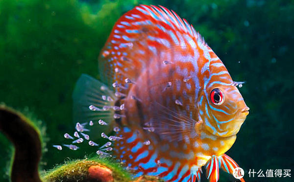 想要养好七彩神仙鱼,构筑一个良好的生态系统很重要 - 云亦文章网