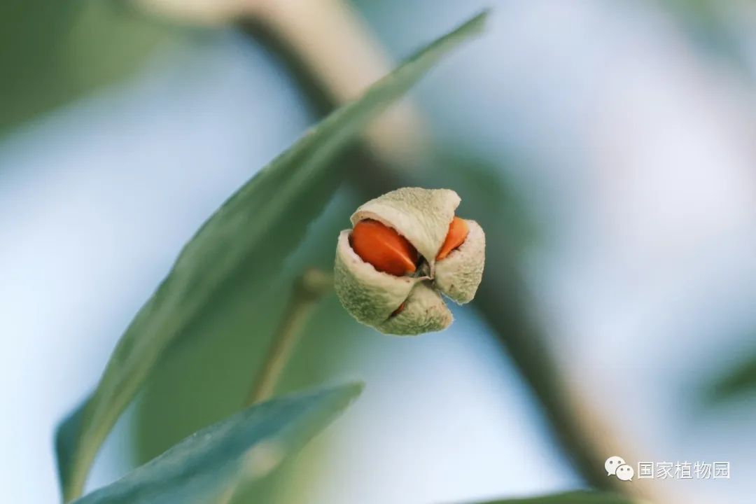 冬青衛矛裂開的果實,能看到桔紅色的假種皮