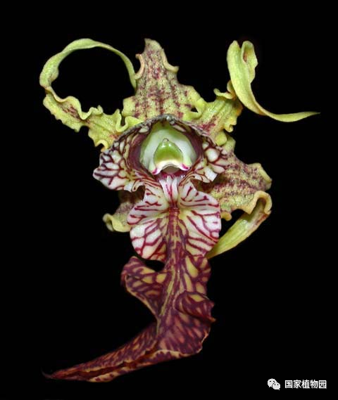 国家植物园兰花展明星之花——大魔鬼石斛|兰花_新浪财经_新浪网