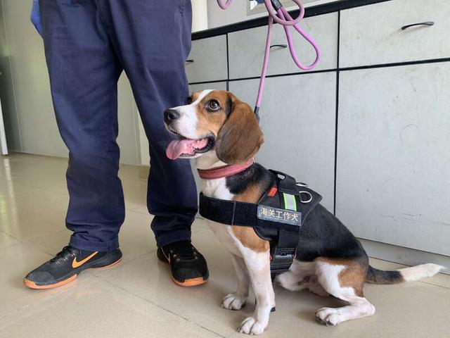 训练有素的比格犬.林洁/摄