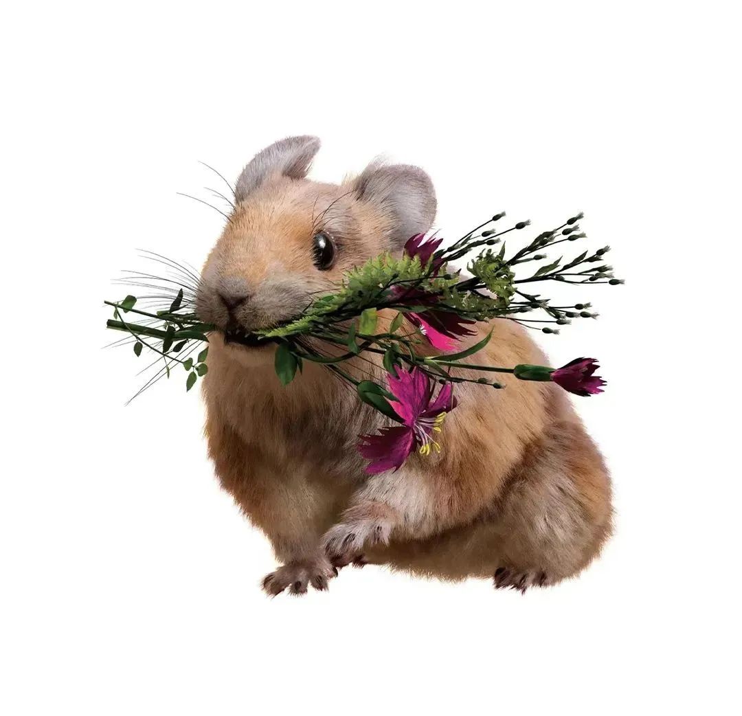 原来,你是这样的兔兔!