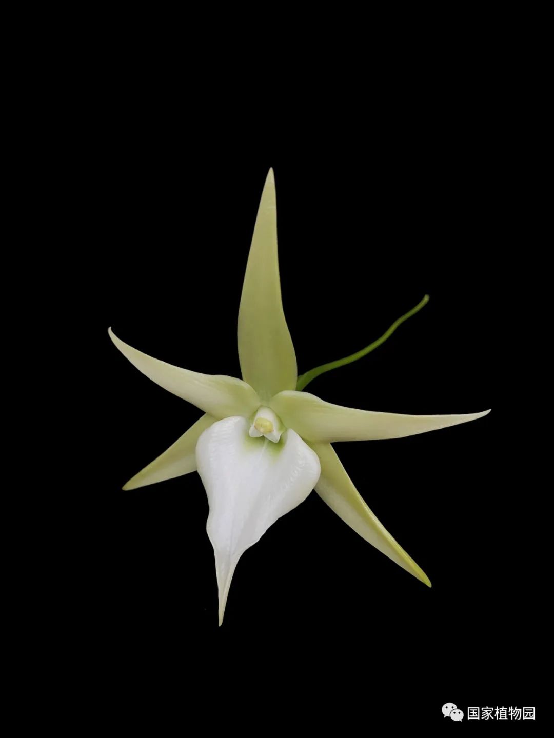 明日之星彗星兰