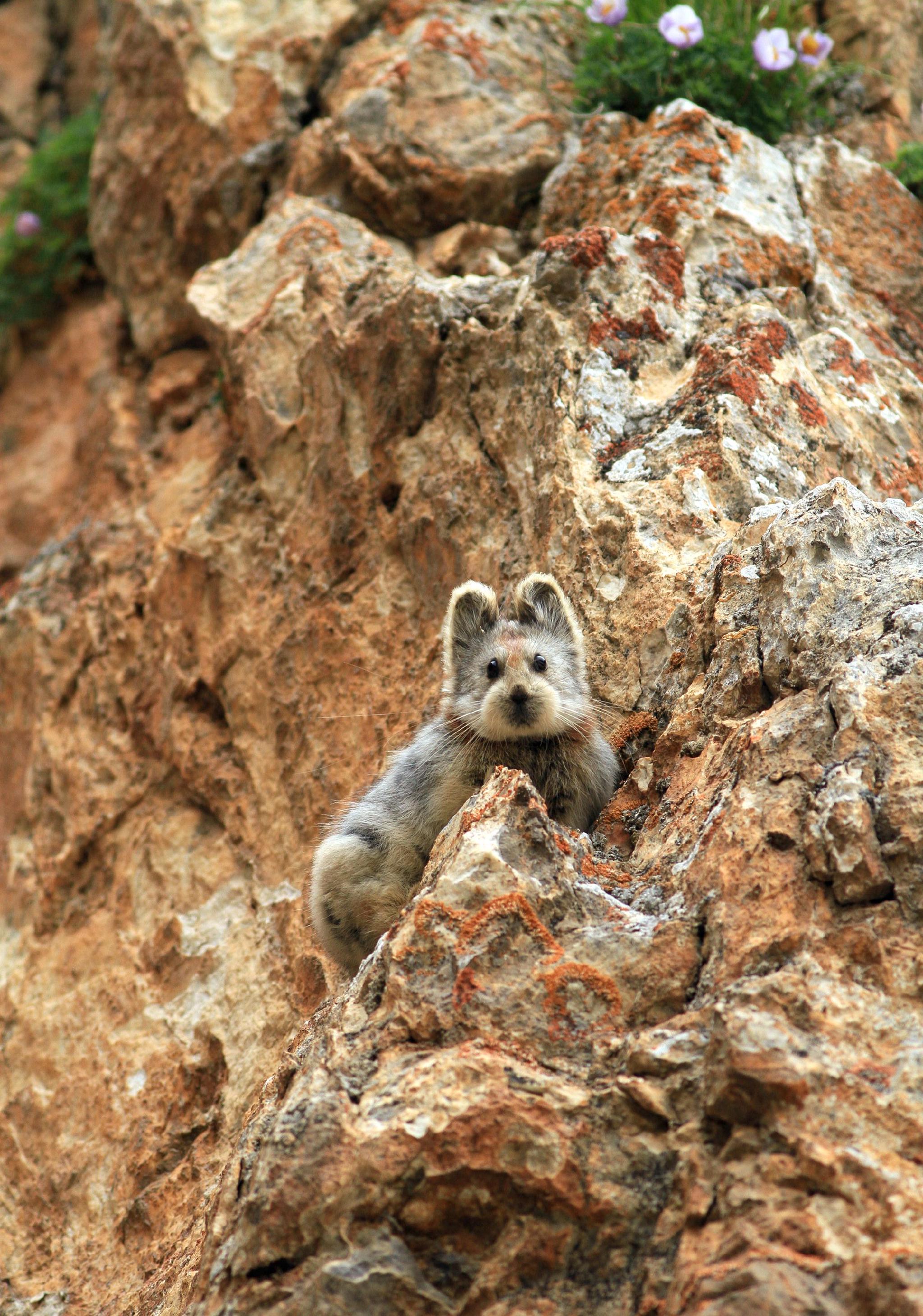 伊犁鼠兔. 李维东自然生态保护服务工作室供图