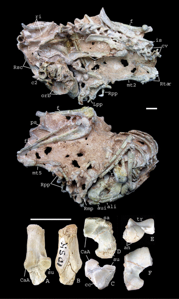 关于兔子,你不知道的秘密