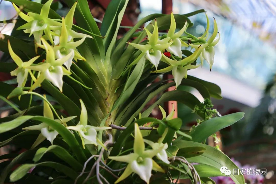 国家植物园兰花展明星之花——明日之星彗星兰