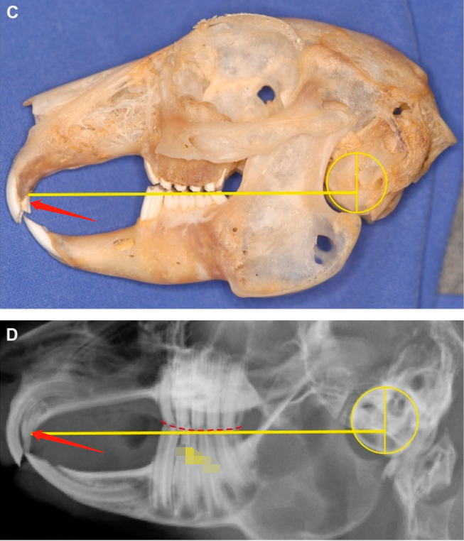 关于兔子,你不知道的秘密→__财经头条