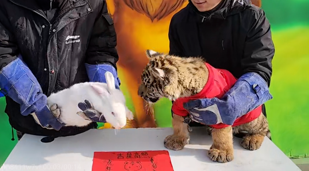 ▲虎虎：“这么早就送年夜饭来啦？”图片来自山西临汾电