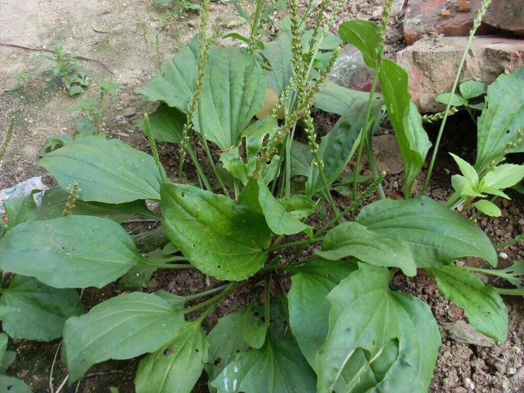 农村常见的车前草,又称勺子菜,猫耳朵菜,煮鸡蛋吃作用厉害了|猫耳朵