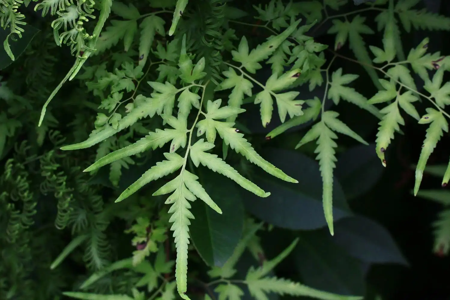 农村这种海金沙,号称结石的克星,全身都是宝,被称为止咳草|海金沙