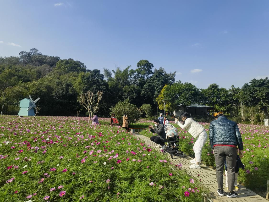 游客们正在三山郊野公园的花海拍照.佛山日报记者 谭海琪 摄