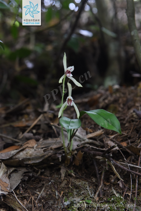 兔耳兰虽然未被列入国家重点保护野生植物名录(2021版),但同属其他