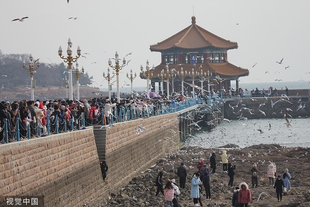 2023年1月23日，青岛，游客在栈桥风景区赏海鸥。人民视觉  图