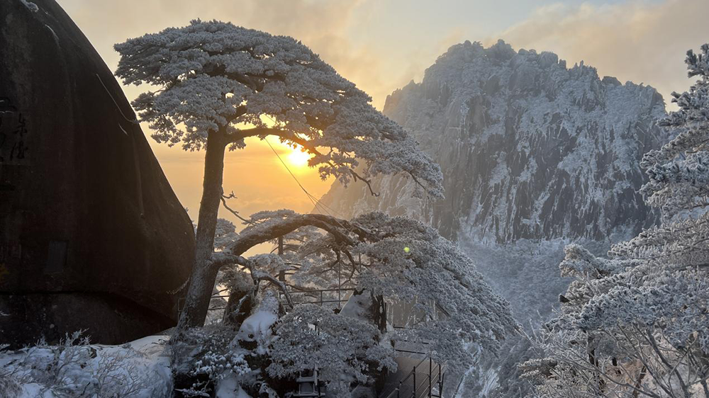 雪中的迎客松在朝霞的映衬下。 本文图片均由  黄山风景区管委会  提供
