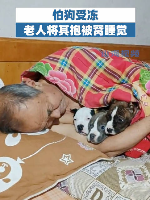 7旬老人怕狗受冻抱进被窝搂着睡|狗|辽宁省_新浪新闻