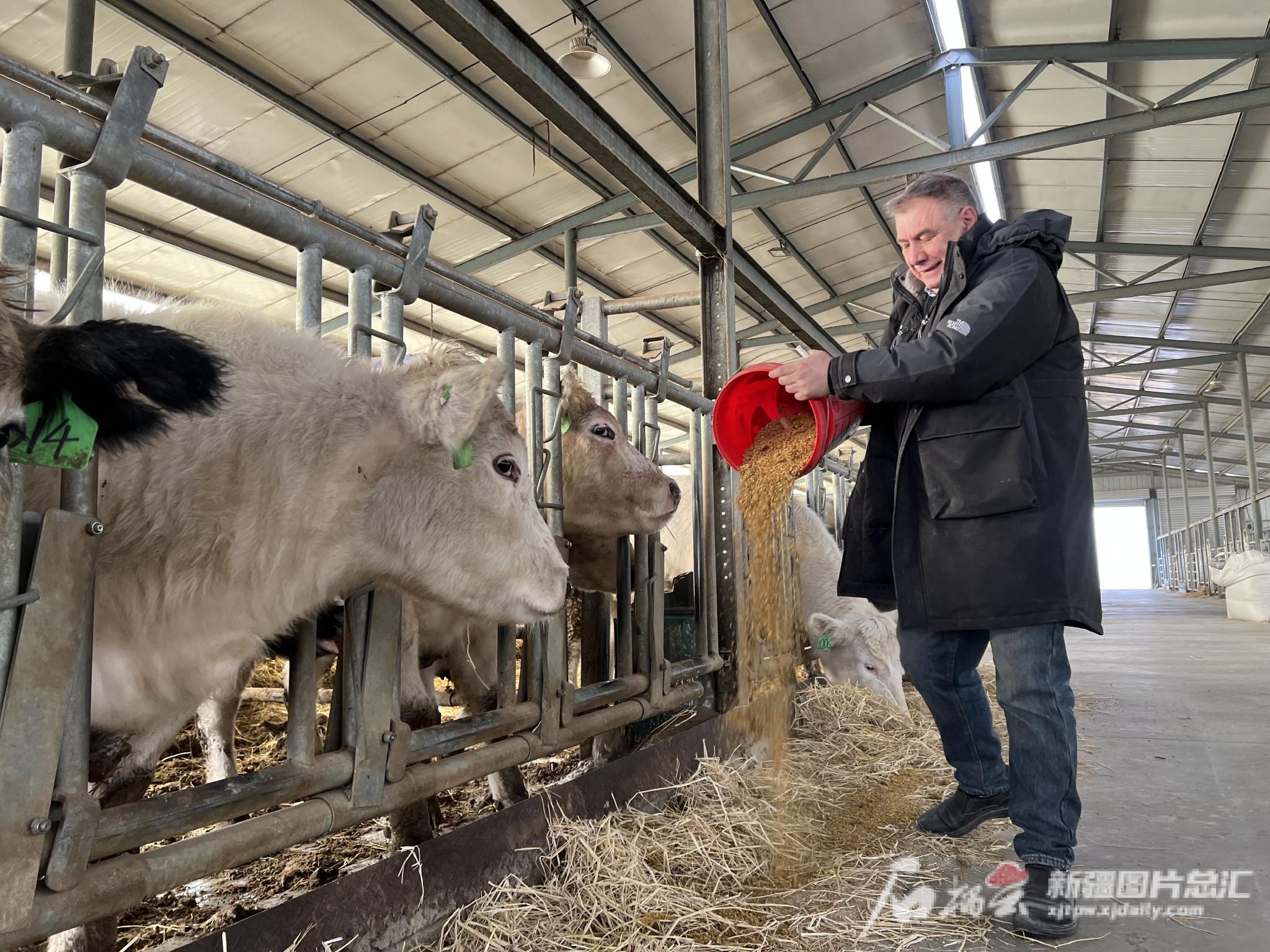 1月19日,丹尼在位于新疆生产建设兵团第一师阿拉尔市八团的比利时蓝牛