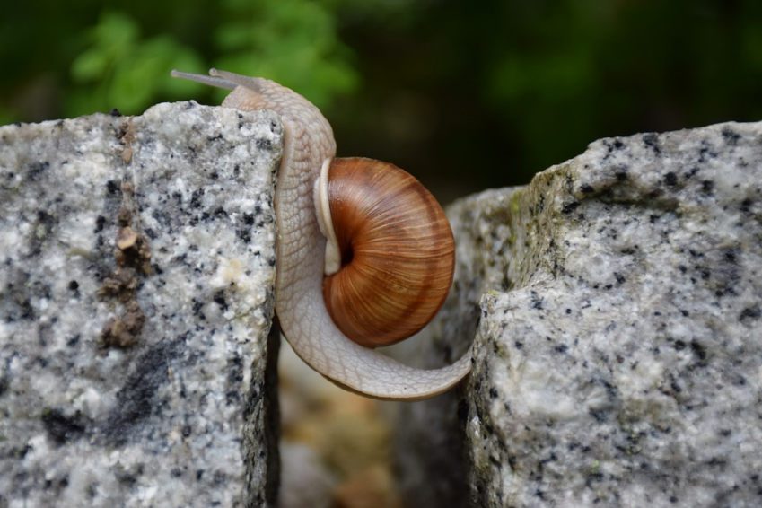 (来源:Pixabay)