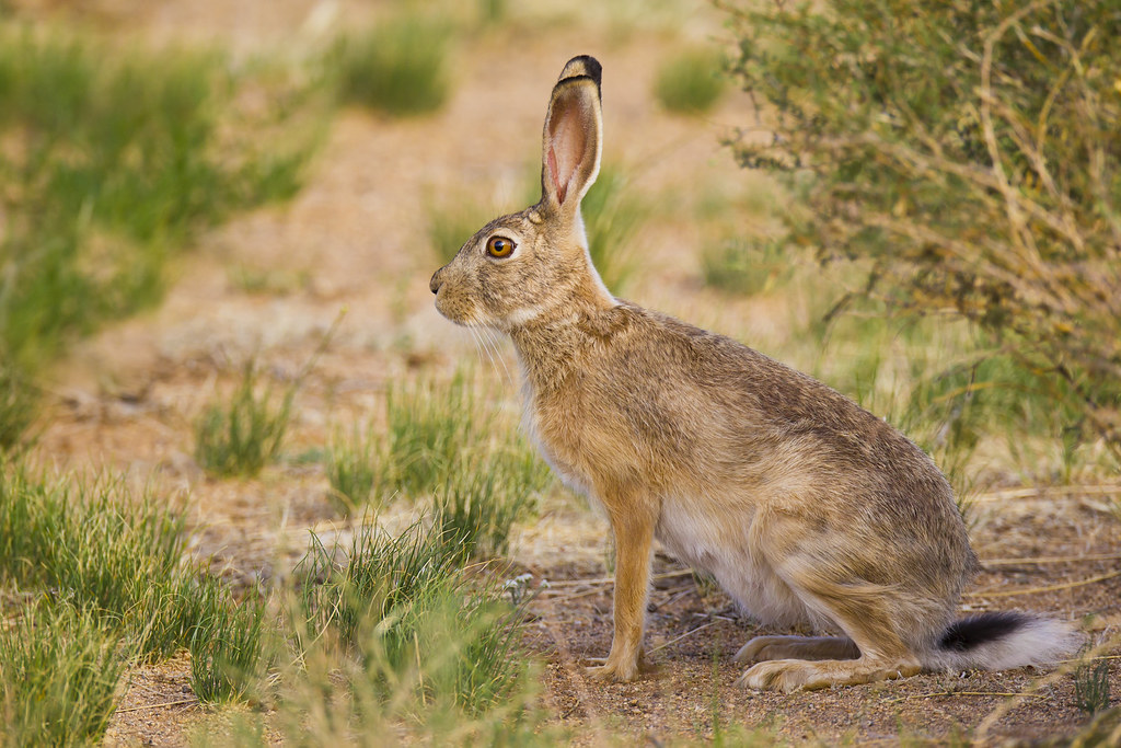 一起走进兔丁兴旺的兔属→|中国_新浪财经_新浪网