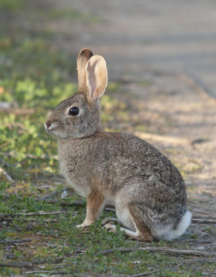 【探索】人类驯化培育的300多个家兔品种,你认识几个?