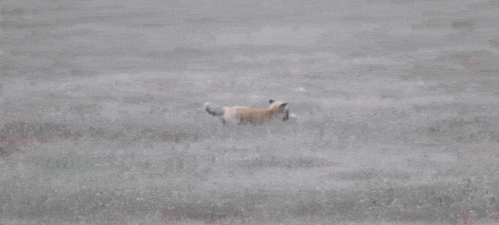 白尾海雕 赤狐 抢兔子