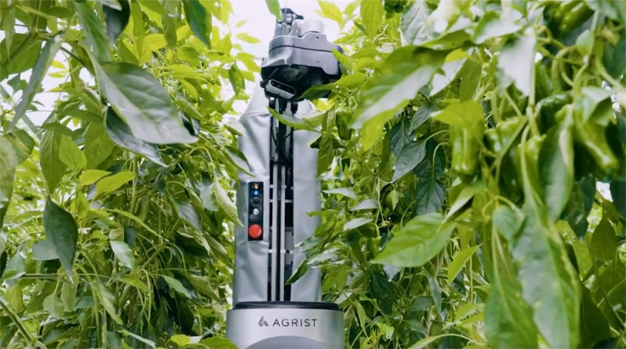 智能甜椒采摘机器人内置摄像头可识别成熟甜椒进行采摘