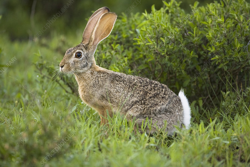 撒哈拉以南非洲的非洲草原野兔(lepus microtis)african savanna hare