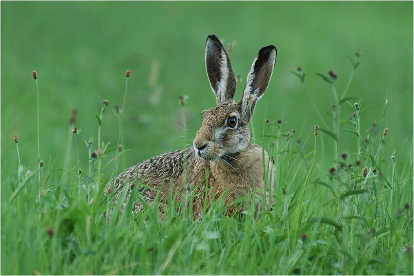 非洲另一种常见的野兔——开普野兔(lepus capensis)cape hare