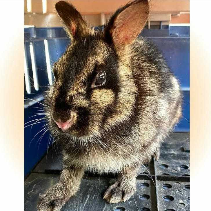 苏门答腊短耳兔被世界自然物种保护联盟(iucn)列为易危(vu)物种