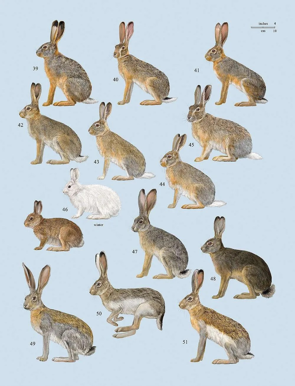 《世界兽类手册》中的兔子一页,各种兔子找不同