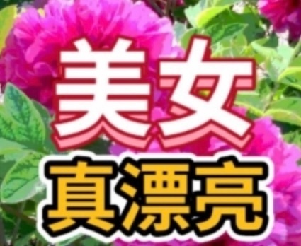 表情包又更新了 大脑一片空白 美女真漂亮 这位美女行行好……|表情包_新浪新闻